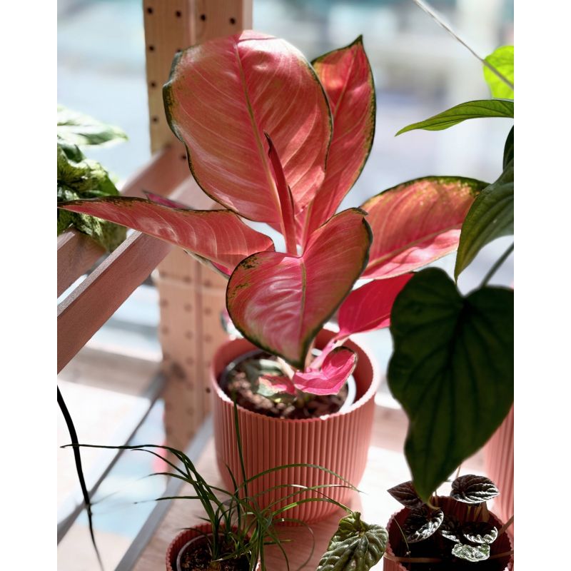 Aglaonema 'Sun Star' - aglonema