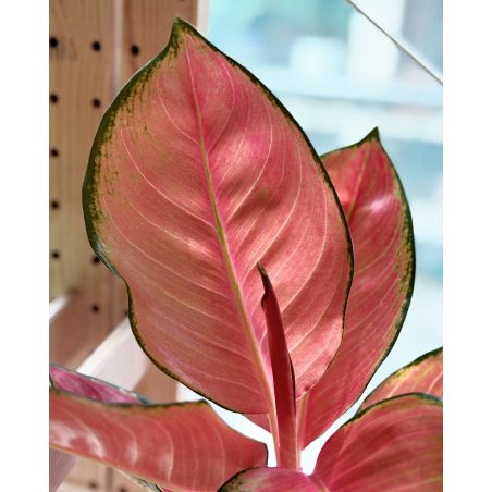 Aglaonema 'Sun Star' - aglonema