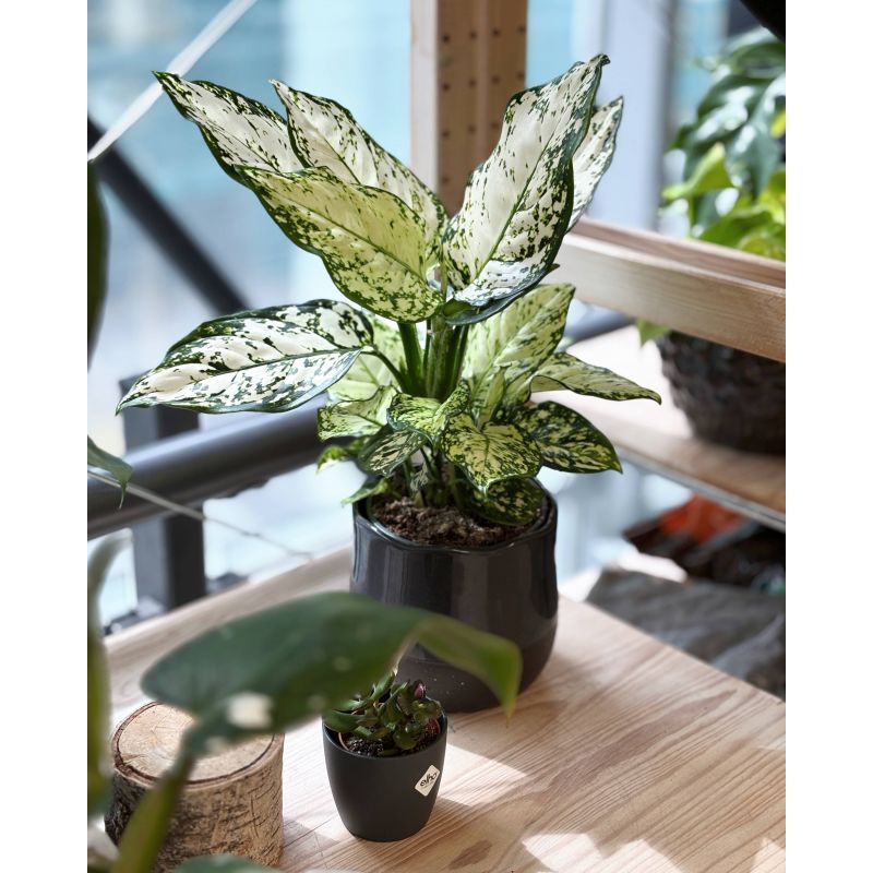 Aglaonema 'White Star' - aglonema