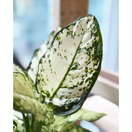 Aglaonema 'White Star' - aglonema