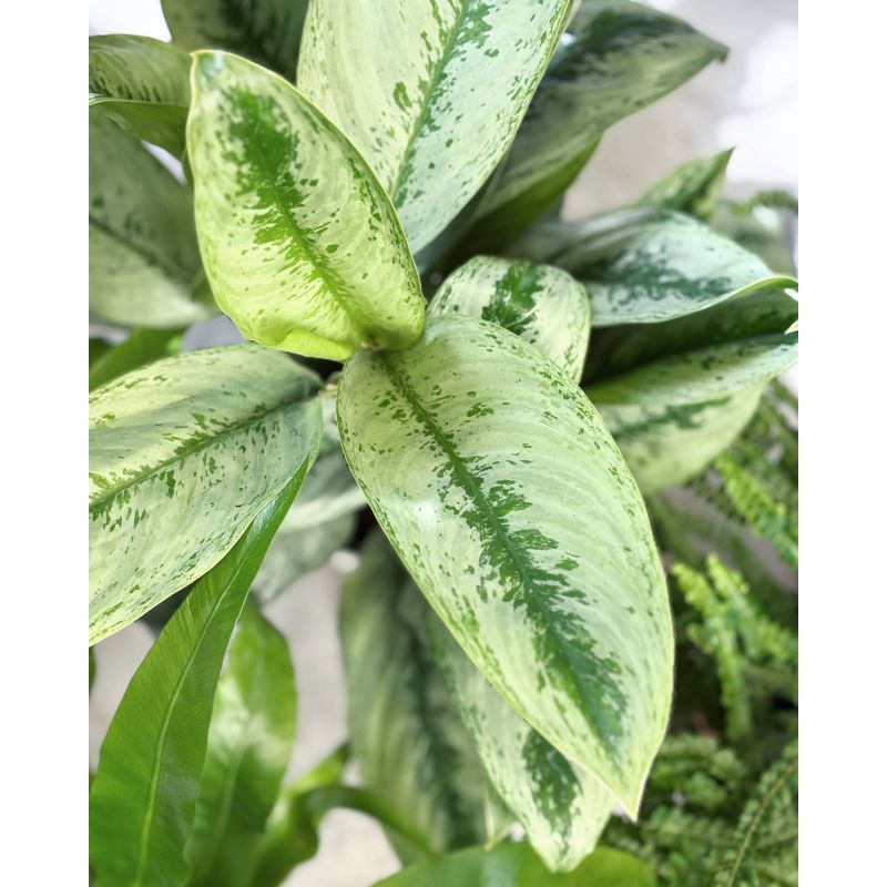 Aglaonema 'Silver Frost' - aglonema