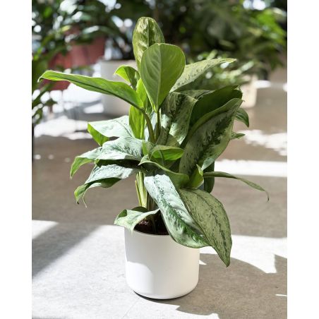 Aglaonema 'Silver Frost' - aglonema