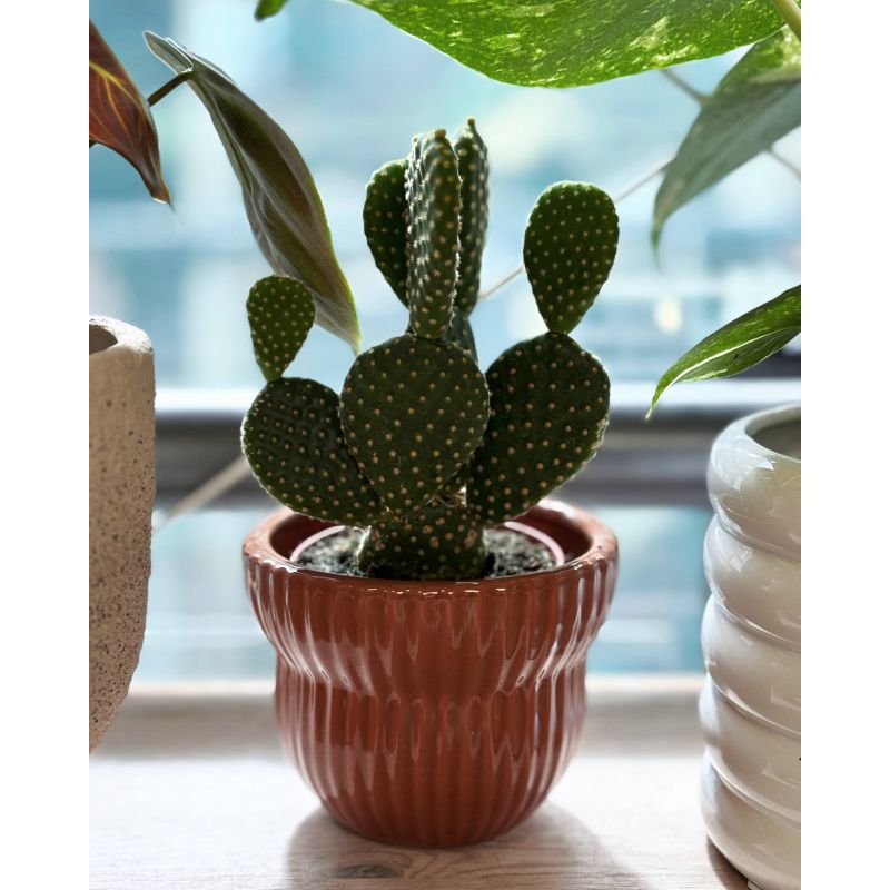 Opuntia microdasys var. pallida - opuncja