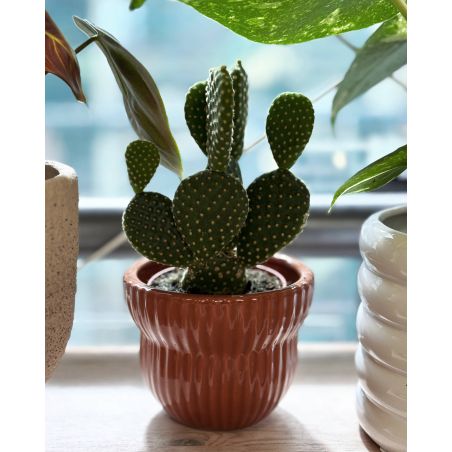 Opuntia microdasys var. pallida - opuncja