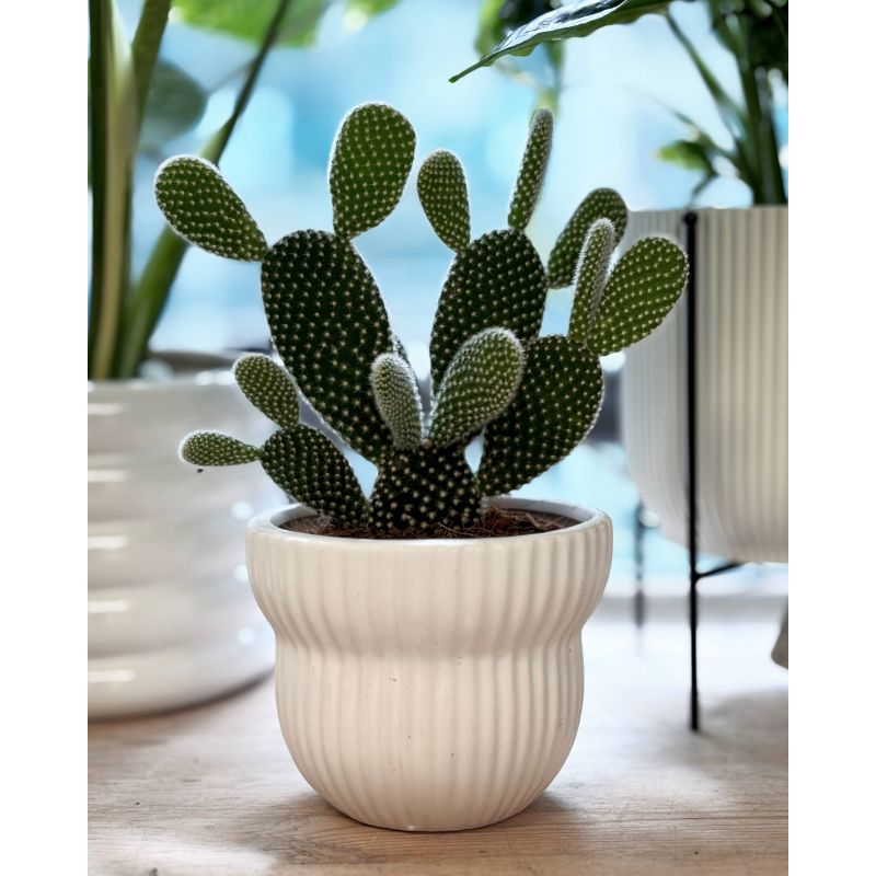 Opuntia microdasys 'Albata' - opuncja Opuntia microdasys 'Albata' - opuncja