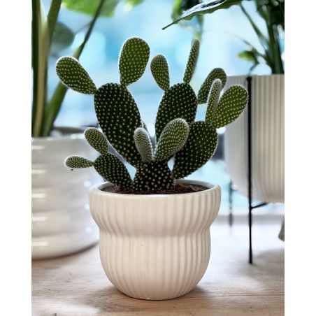 Opuntia microdasys 'Albata' - opuncja
