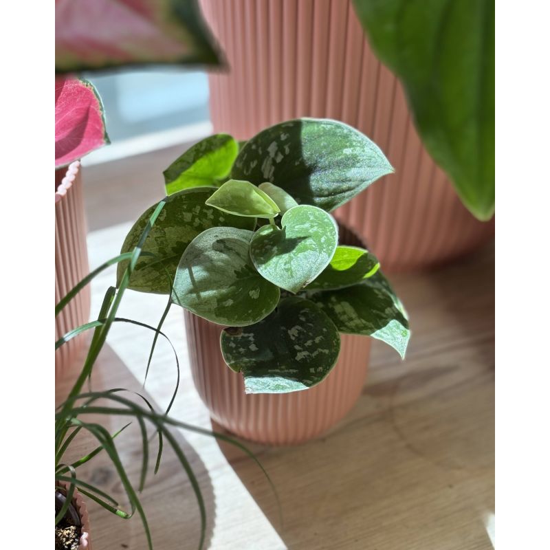Scindapsus pictus 'Silvery Ann' - scindapsus pstry