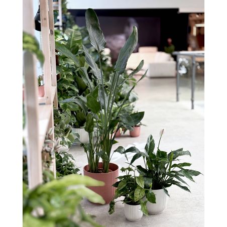 Strelitzia reginaea - strelicja królewska