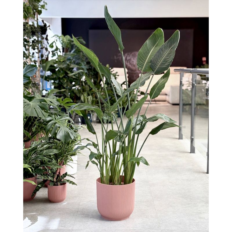 Strelitzia reginaea - strelicja królewska