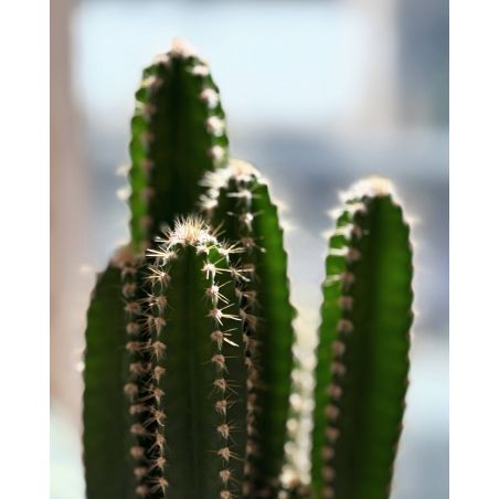 Cereus peruvianus 'Florida - kaktus