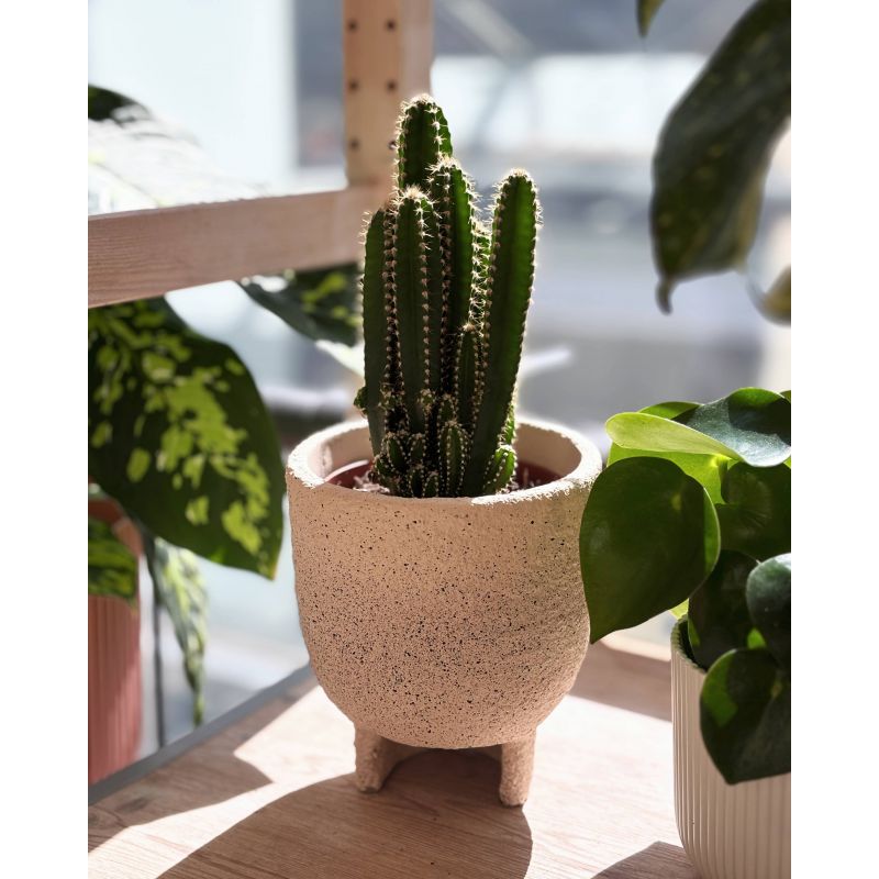 Cereus peruvianus 'Florida - kaktus