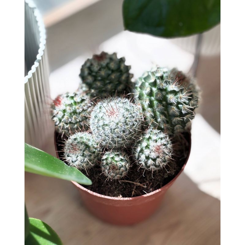Mammilaria bambycina - kaktus