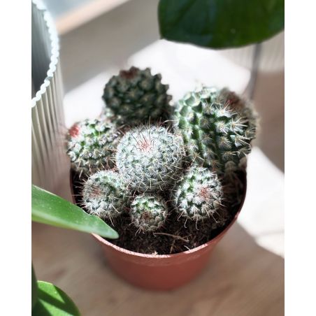 Mammilaria bambycina - kaktus