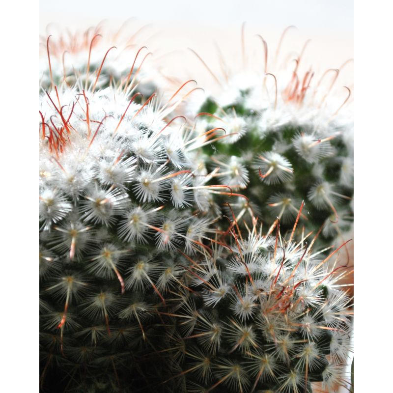Mammilaria bambycina - kaktus