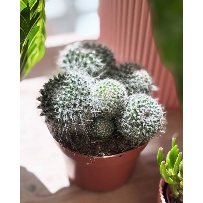 Mammilaria hahniana - kaktus