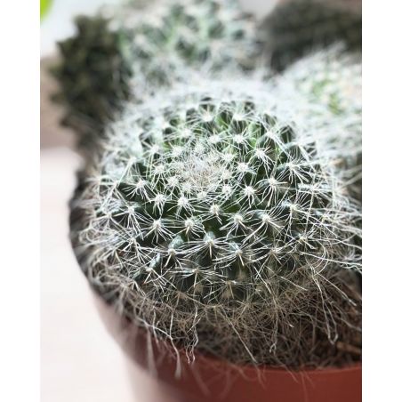 Mammilaria hahniana - kaktus