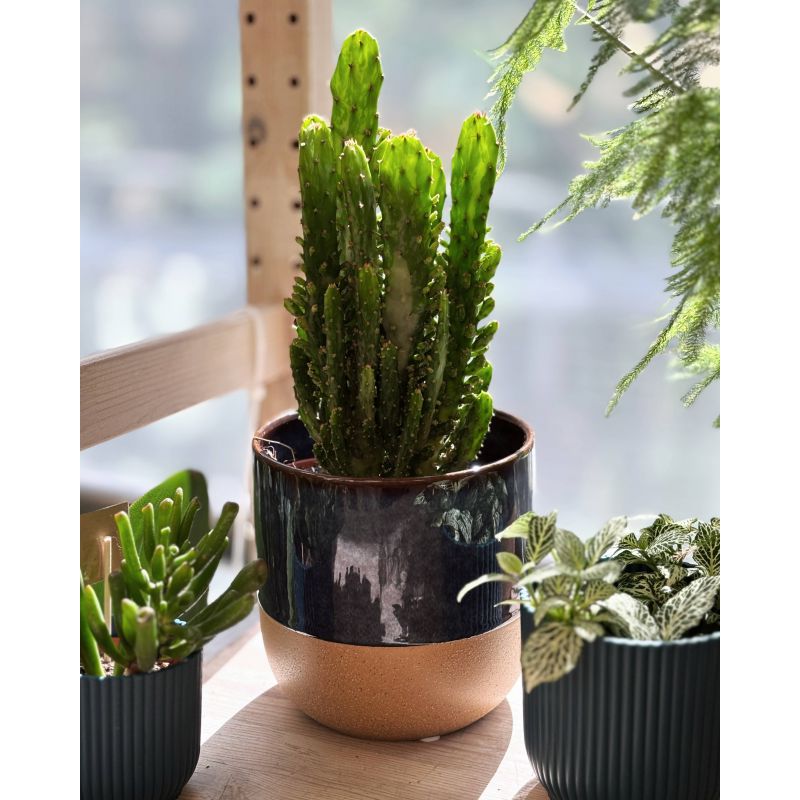 Opuntia monacantha - opuncja