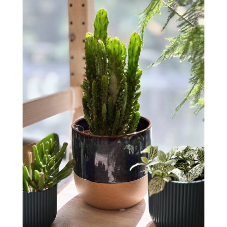 Opuntia monacantha - opuncja