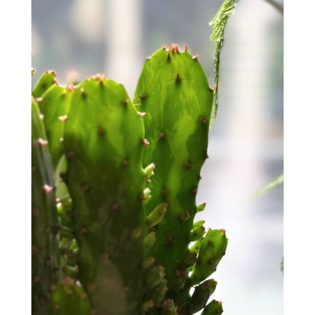 Opuntia monacantha - opuncja