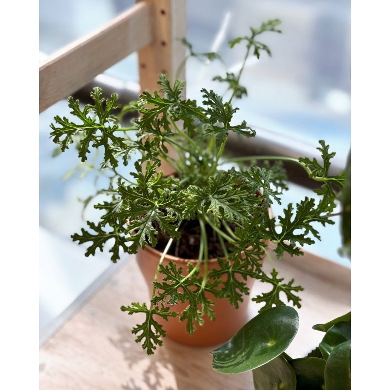 Pelargonium graveolens - geranium, anginka