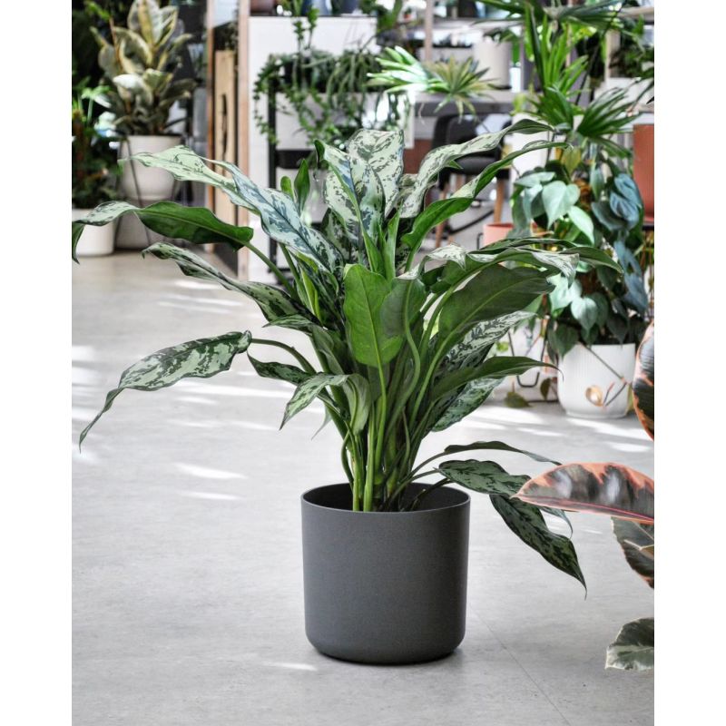 Aglaonema 'Maria' - aglonema