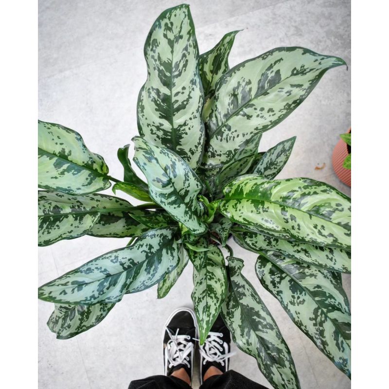 Aglaonema 'Maria' - aglonema