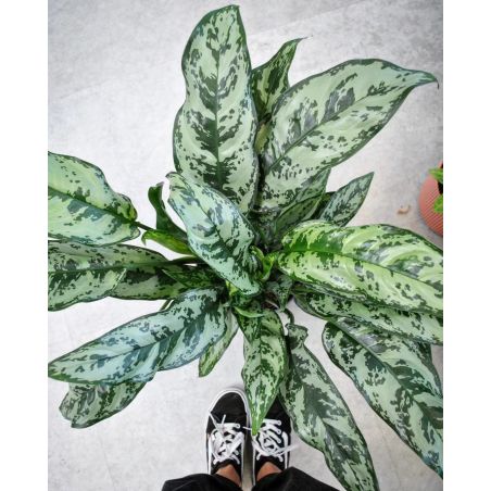 Aglaonema 'Maria' - aglonema