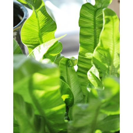 Asplenium nidus 'Crispy Wave' - zanokcica gniazdowa