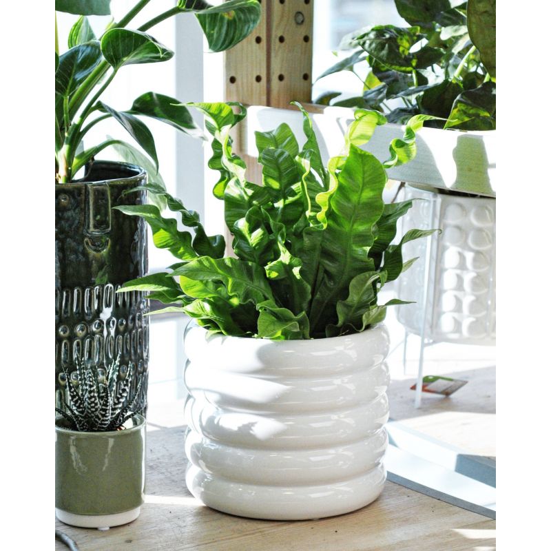 Asplenium nidus 'Crispy Wave' - zanokcica gniazdowa