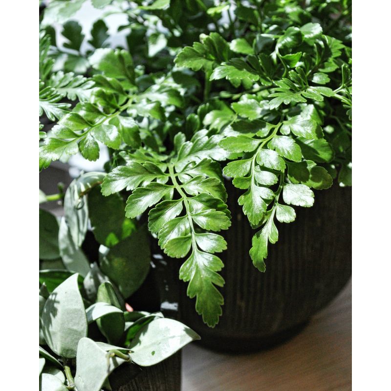 Asplenium parvati - zanokcica