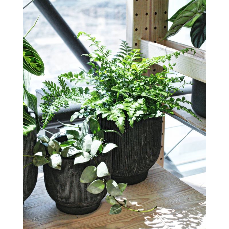 Asplenium parvati - zanokcica