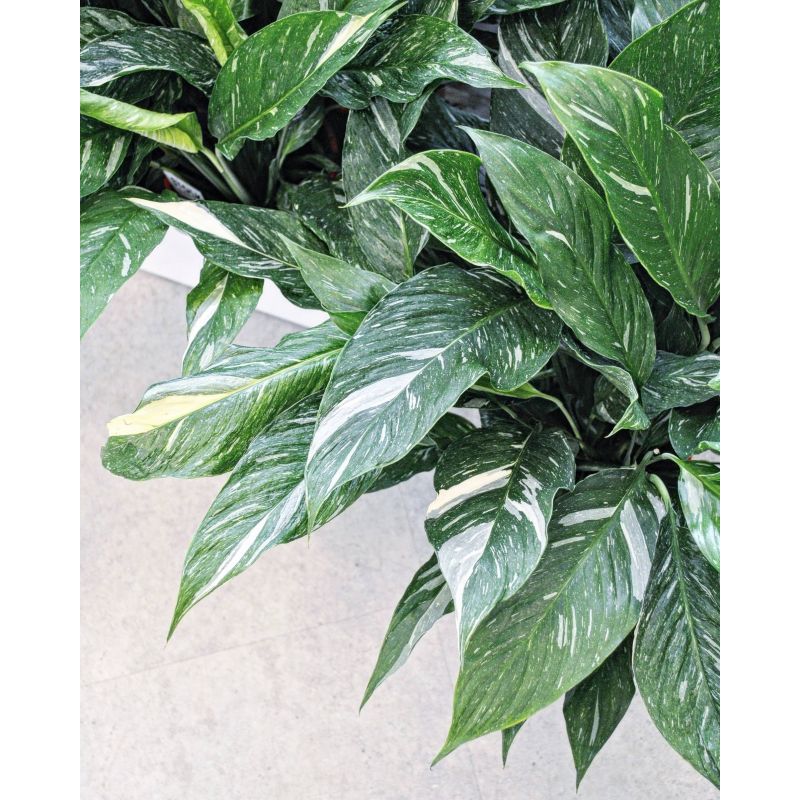 Spathiphyllum 'Diamond Variegata' - skrzydłokwiat