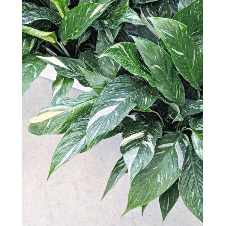Spathiphyllum 'Diamond Variegata' - skrzydłokwiat