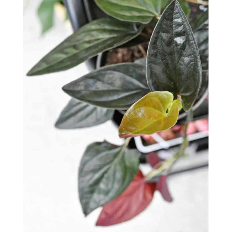 Syngonium 'Red Arrow' - zroślicha