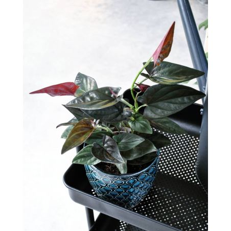 Syngonium 'Red Arrow' - zroślicha