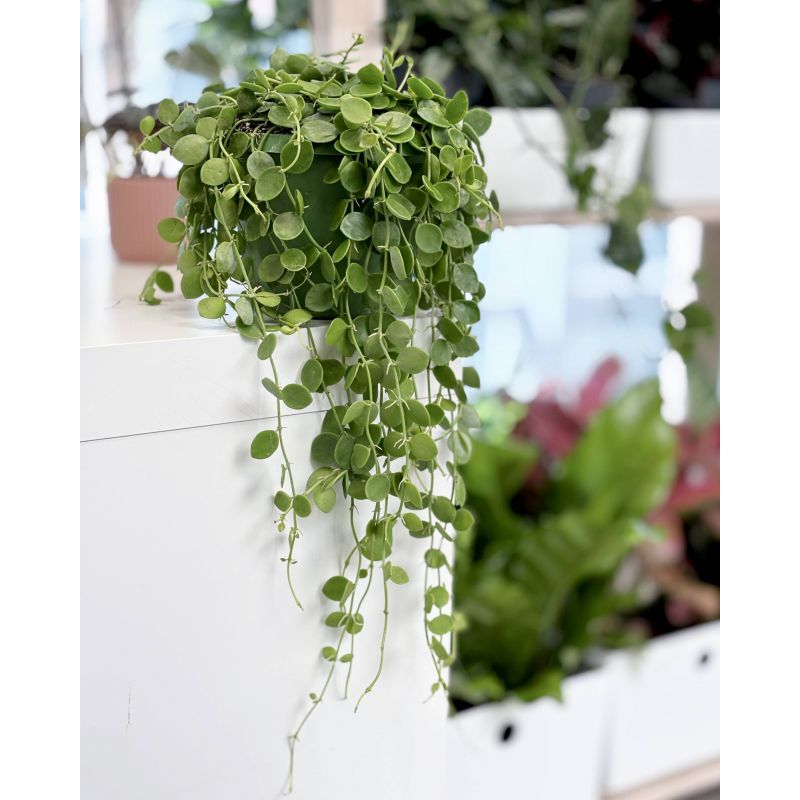 Dischidia nummularia - diszidia