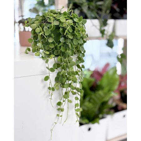 Dischidia nummularia - diszidia