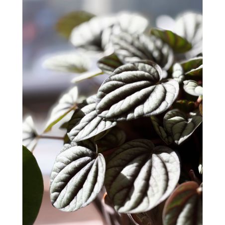 Peperomia caperata 'Mistique' - peperomia kędzierzawa