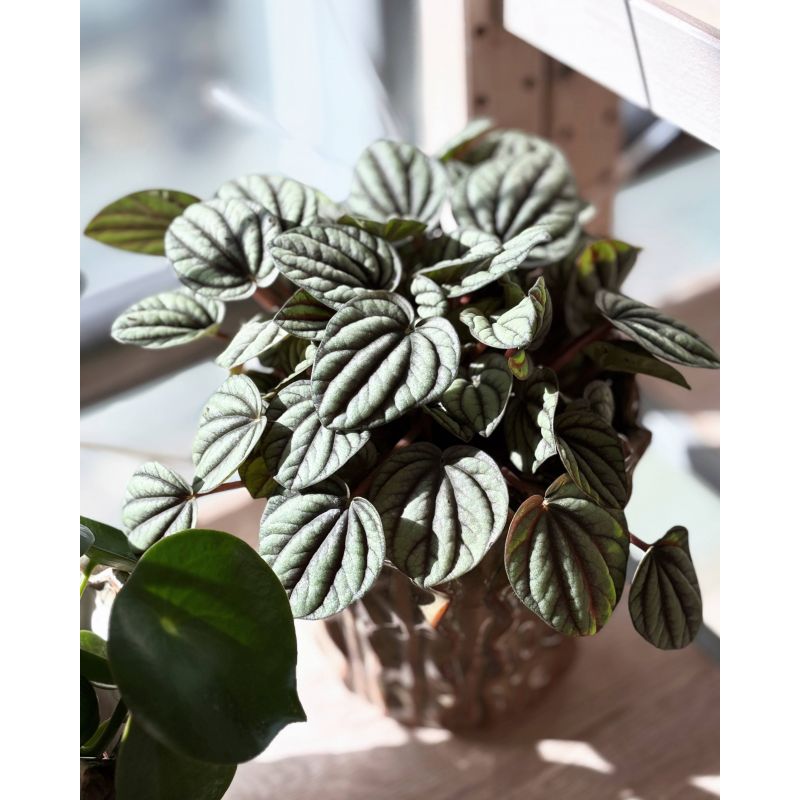 Peperomia caperata 'Mistique' - peperomia kędzierzawa