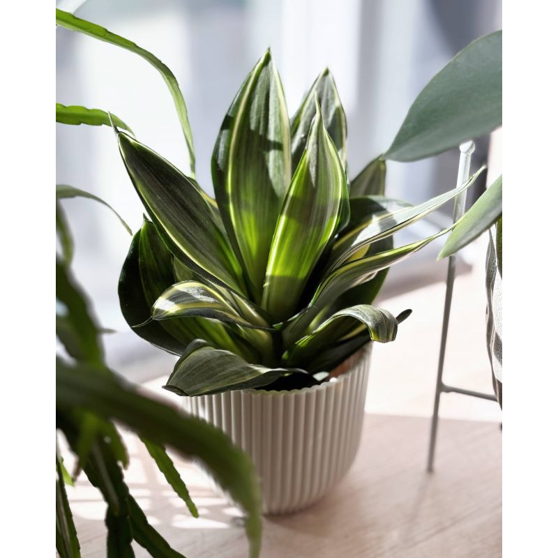 Sansevieria trifasciata 'Silver Frost Hahnii' - wężownica gwinejska