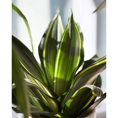 Sansevieria trifasciata 'Silver Frost Hahnii' - wężownica gwinejska
