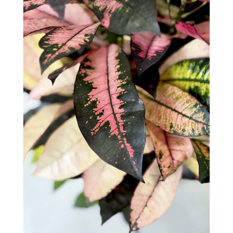 Codiaeum variegatum 'Mrs Iceton' - kroton różnobarwny