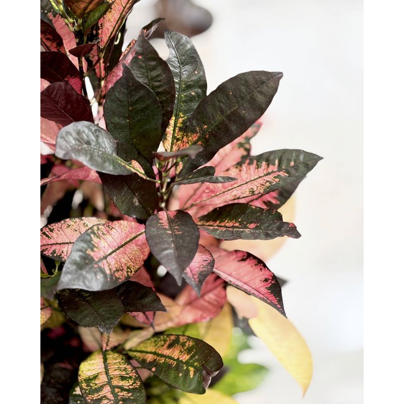 Codiaeum variegatum 'Mrs Iceton' - kroton różnobarwny