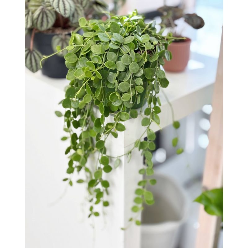 Dischidia nummularia - diszidia