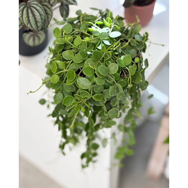 Dischidia nummularia - diszidia