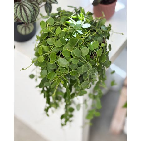 Dischidia nummularia - diszidia