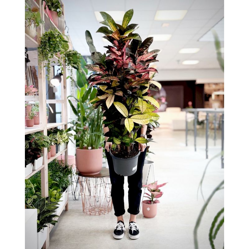 Codiaeum variegatum 'Mrs Iceton' - kroton różnobarwny