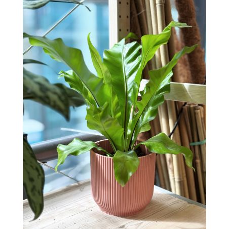 Asplenium antiquum 'Osaka' - zanokcica stara