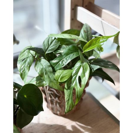 Epipremnum pinnatum 'Cebu Blue' - epipremnum