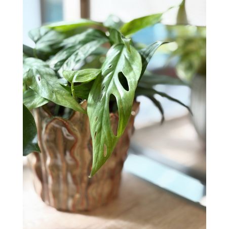 Epipremnum pinnatum 'Cebu Blue' - epipremnum